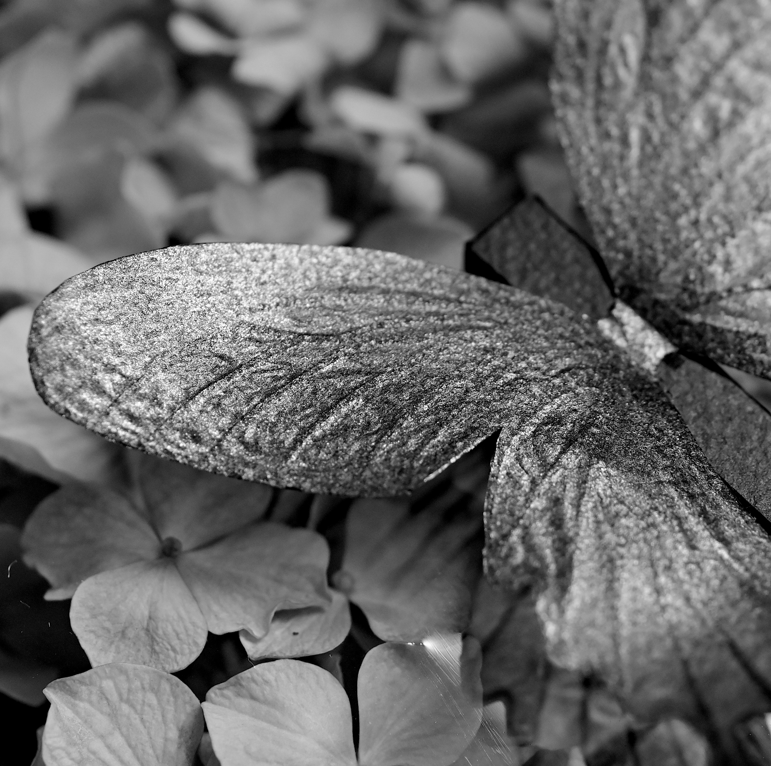 monochrome photo